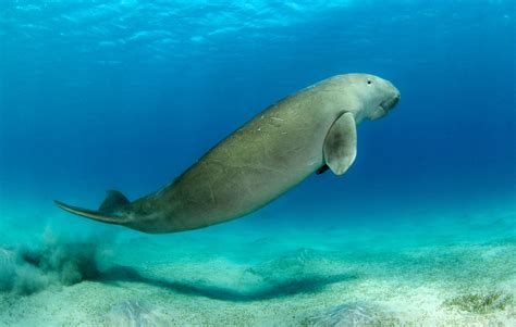 Dugong .